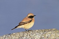 /album/animais-que-podem-ser-observados-de-outras-localidades/a045-2-jpg/